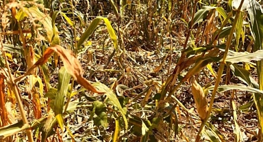 Adıyaman’da yaban domuzları mısır tarlasına girdi