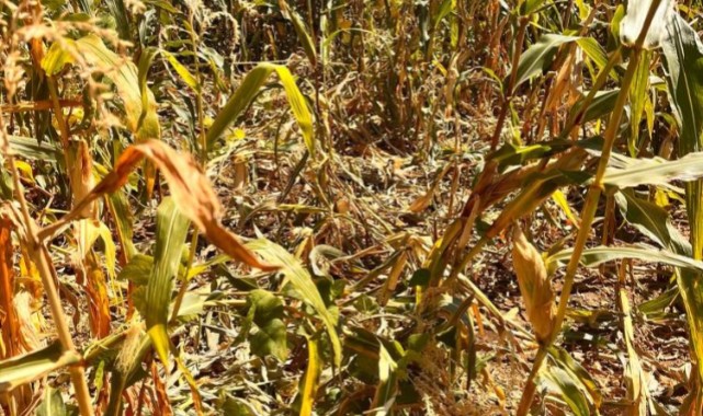 Adıyaman’da yaban domuzları mısır tarlasına girdi
