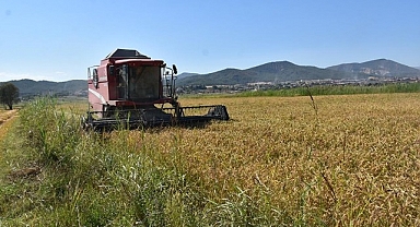 Çeltik hasadına başlandı