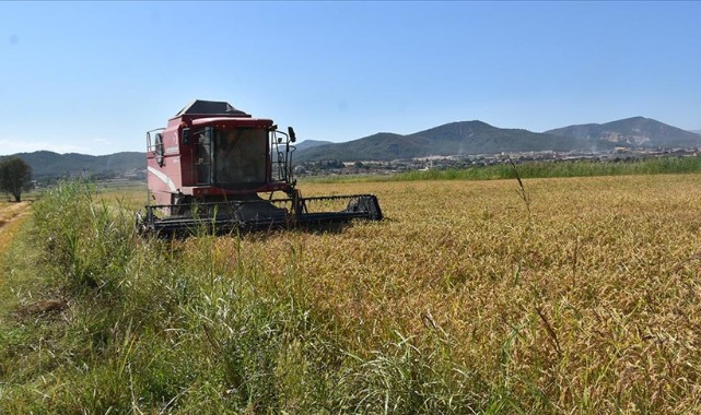 Çeltik hasadına başlandı