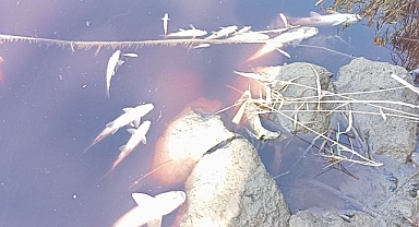 Karasu Çayı'ndaki toplu balık ölümleri endişelendirdi