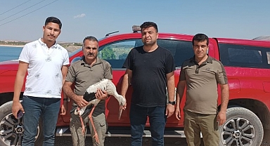 Şanlıurfa’da tedavi edilen leylekler doğaya salındı