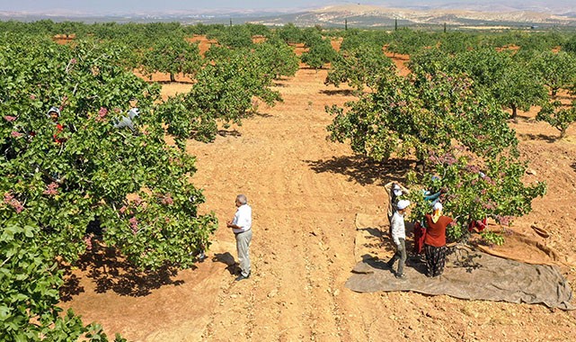 Şanlıurfa ve Antep'te kırmızı fıstık hasadı başladı