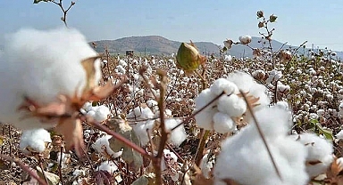 Urfa'da preseli pamuk ve hububat kaç liradan satıldı?