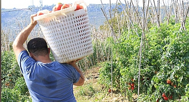 Domateste verim yüzleri güldürdü!