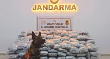 Gaziantep'te kilolarca skunk ele geçirildi