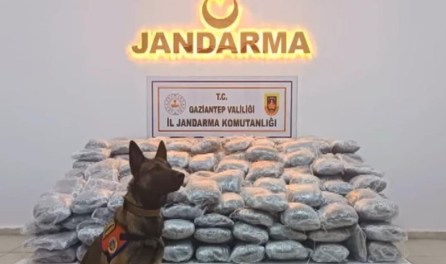 Gaziantep'te kilolarca skunk ele geçirildi