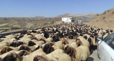 Göçerlerin sürüleriyle 2 ay süren yolculuğa başladı