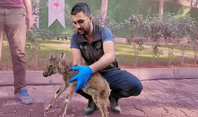 Komşu ilde bulundu Şanlıurfa’ya gönderildi