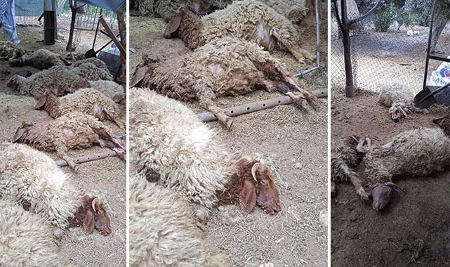 Şanlıurfa'da köpeklerin saldırdığı koyunlar telef oldu
