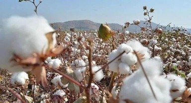 Şanlıurfa'da kütlü pamuk ve hububat kaç liradan satıldı?