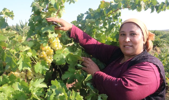 Sıcak havanın rekolteyi etkilediği üzümün tarla fiyatı: 12 TL