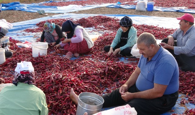 Biberde yılın son hasadı yapılıyor