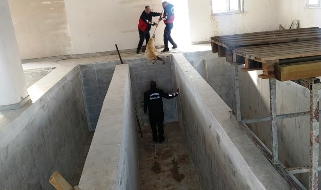 Bozova'da köpek kano havuzuna düştü!