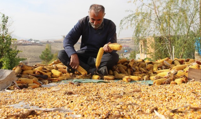 Depremin ana merkezinde hasat tamamlandı