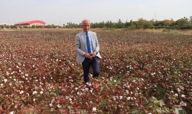 GAP ile suya kavuşan topraklar bereketlendi