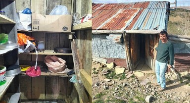 Giresun’da aç kalan ayılar yayla evlerine dadandı
