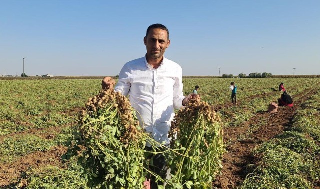 Harranlı çiftçiden verimli hasat