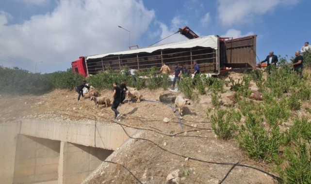  Koyun yüklü tır devrildi: çok sayıda koyun telef oldu
