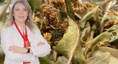Öksürük ve soğuk algınlığına iyi gelen ıhlamurun faydaları