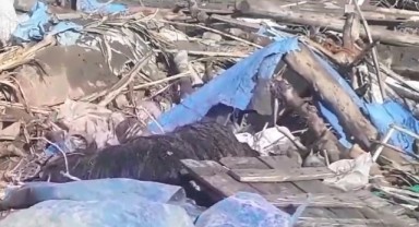 Sağanak yağışta ağıl çöktü, koyunlar telef oldu