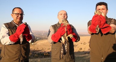 Şanlıurfa'da 10 yılda ne kadar kanatlı hayvan tedavi edildi?