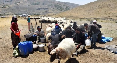 Şanlıurfa'da hayvancılık yapanlar dikkat! Bu haber sizi ilgilendiriyor