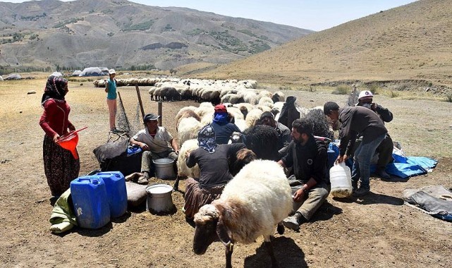 Şanlıurfa'da hayvancılık yapanlar dikkat! Bu haber sizi ilgilendiriyor
