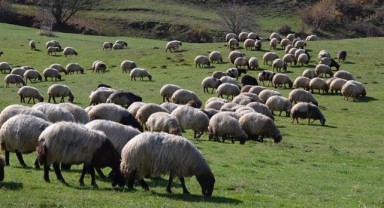 Bakan Yumaklı’ dan, çobanlara milyon liralık destek