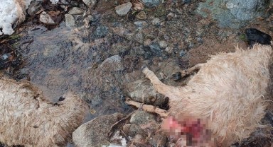 Hakkari'de aç kurtlar sürüyü telef etti
