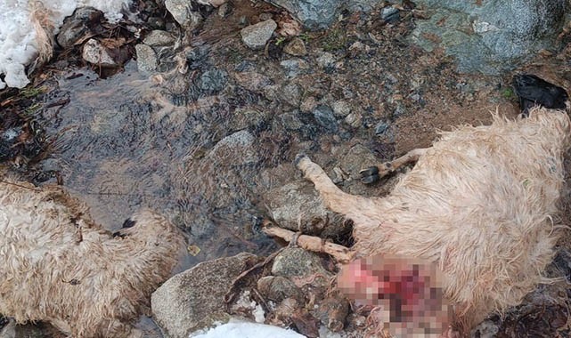 Hakkari'de aç kurtlar sürüyü telef etti