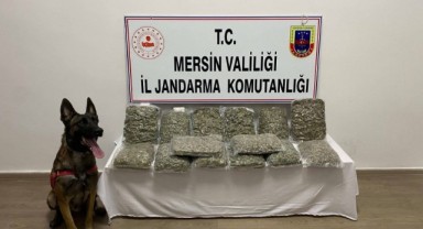 Mersin'de 14 kilo 200 gram skunk ele geçirildi