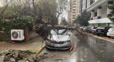 Şiddetli rüzgar kadının üzerine ağacı devirdi
