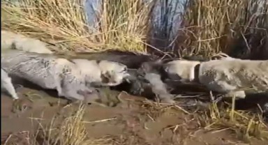 Siverek’te yaralı domuzu köpekler parçaladı
