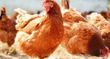 Tavuk eti üretimi ekimde arttı