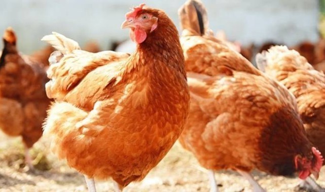 Tavuk eti üretimi ekimde arttı