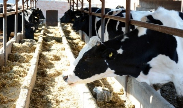 Ticari süt işletmelerince 819 bin 386 ton inek sütü toplandı