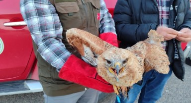 Urfa’da tedavi edilen Kızıl Şahin doğaya bırakıldı