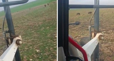 Urfalı çiftçi iş makinesiyle domuz kovaladı