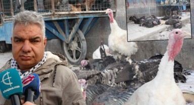 Yılbaşı sofralarını süsleyen hindilerde fiyatlar ikiye katlandı