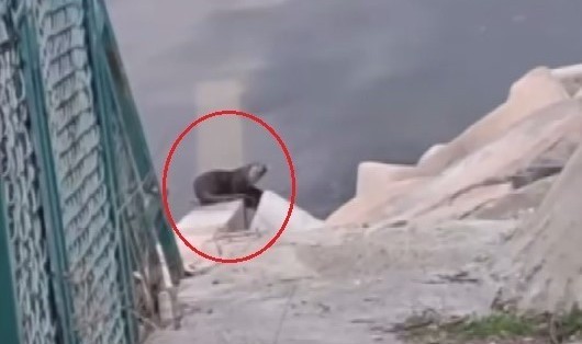 Diyarbakır'da su samuru görüldü
