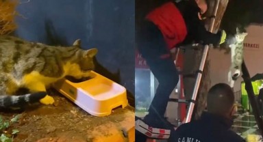 Şanlıurfa'da ağaçta mahsur kalan kedi kurtarıldı