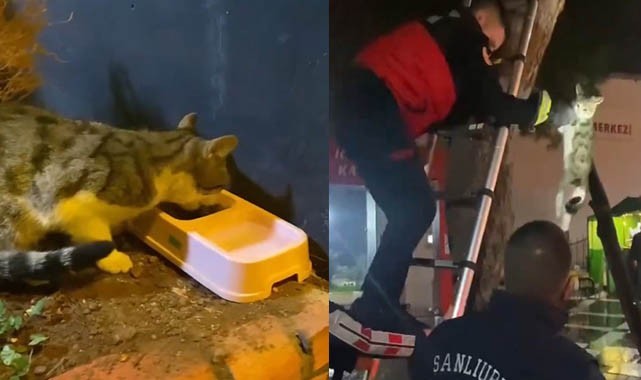Şanlıurfa'da ağaçta mahsur kalan kedi kurtarıldı