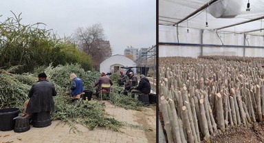 Şanlıurfa'da zeytin fidesi üretimi başladı