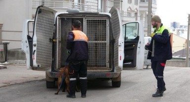 Sivas'ta köpeğin saldırdığı 2'si çocuk, 4 kişi yaralandı
