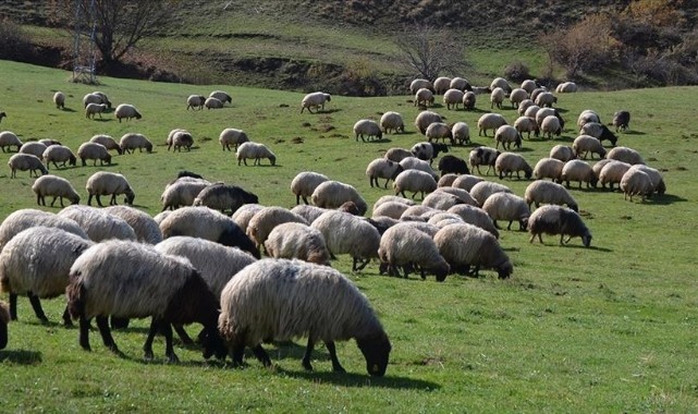 Hayvancılıkta 5 yıllık yol haritası yarın açıklanacak