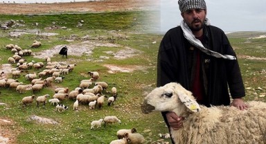 Koruma altına alınmıştı!  Suruç koyunu tescilleniyor