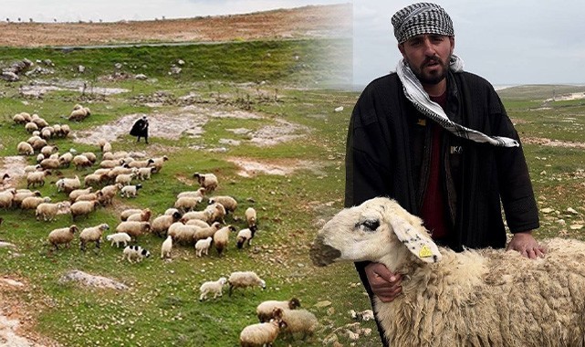 Koruma altına alınmıştı!  Suruç koyunu tescilleniyor