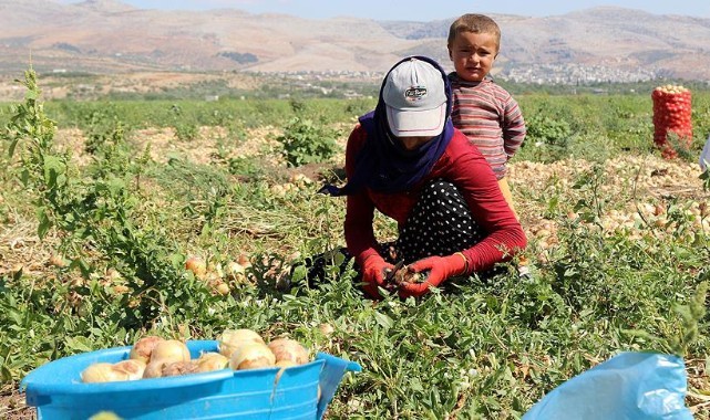 Mevsimlik tarım işçilerinin günlük ücretlerinde artış