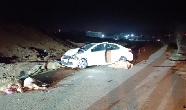 Otomobil koyun sürüsüne çarptı: 1 yaralı
